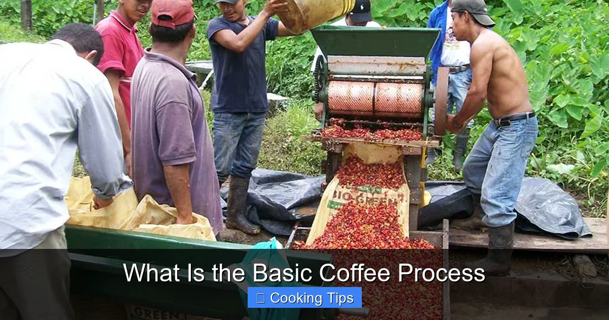 What Is the Basic Coffee Process